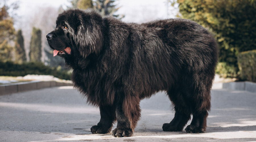 Top 5 Giant Dog Breeds and What You Need to Know About Them